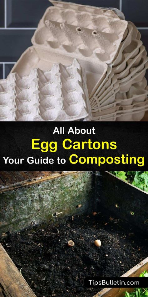 Have you ever wondered how to recycle egg cartons? We have incredible tips for foam egg cartons and paper egg cartons. Discover information for recycling your cardboard egg carton and even your plastic egg carton. If you’re curious about egg carton compost, this is for you. #egg #carton #compost Egg Carton Planter, Egg Carton Garden, Styrofoam Recycling, Backyard Hacks, Big Planters, Covered Backyard, Types Of Eggs, Veggie Gardens, Aloe Vera Benefits