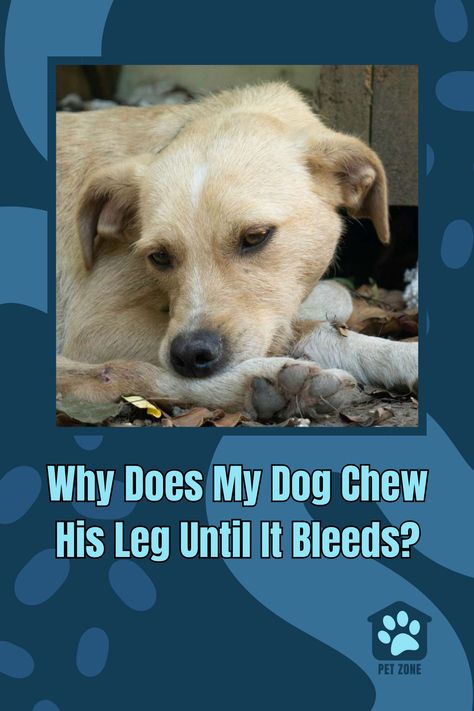 Wondering why your dog is chewing his leg? Learn about the reasons and find practical ways to stop this distressing behavior. Why Does My Dog Chew His Paws, Dog Chewing Furniture, Dog Chewing Paws, Stop Dog From Biting, Stop Dog Chewing, Dog Balm, Dog Hot Spots, Dog Leg, Dog Chew