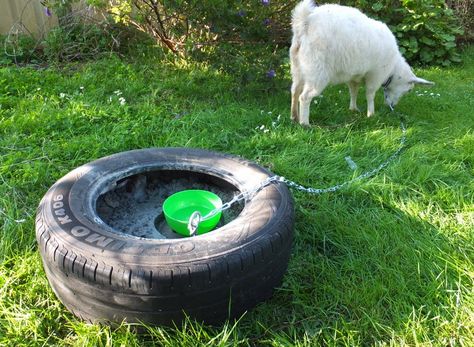 DIY Tire Goat Anchor - PetDIYs.com Goat Ideas, Pet Enclosures, Goat Playground, Diy Tire, Totes Ma Goats, Goat Shelter, Goat Pen, Shelter Ideas, Female Goat