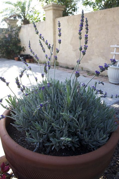 Photo by Ewen Roberts. How To Plant Lavender, Lavender Plant Care, Plant Lavender, Grow Lavender, Arizona Gardening, Lavender Plants, Plants In Pots, Growing Lavender, Container Gardening Ideas