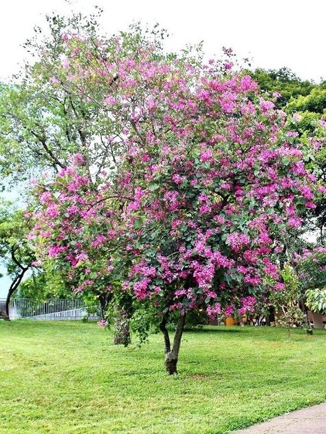 Are you wondering what could be the Best Purple Flower Trees in Texas? We are going to make it easy for you! Find out the best ones here! Orchid Tree, Early Spring Flowers, Tropical Tree, Bonsai Plants, Tree Seeds, Shade Trees, Bonsai Garden, Purple Orchids, Flowering Shrubs