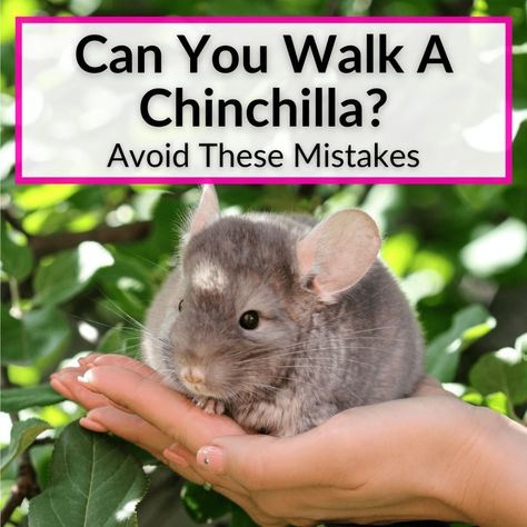 Can you walk a chinchilla with a leash and harness? You can, but it is a terrible idea. There are several reasons for this and we'll cover them all. The most... Ears That Stick Out, Chinchilla Care, Chinchilla Pet, Chinchilla Cage, Chinchilla Food, Disney Names, Great Names, Female Names, Social Interaction