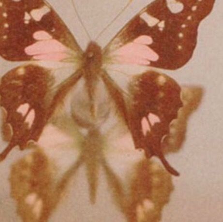 العصور الوسطى, Brown Aesthetic, Phone Themes, A Butterfly, Vintage Aesthetic, Wall Collage, Pretty Pictures, Aesthetic Pictures, Art Inspo