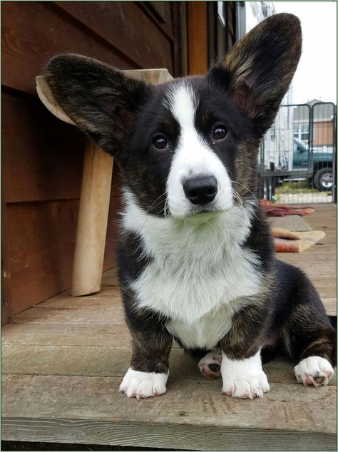 Cute Cardigan Puppy Brindle Corgi, Doggie Corgi, Welsh Corgi Cardigan, Corgi Halloween, Corgi Dog Breed, Cardigan Corgi, Corgi Christmas, Cut Animals, Huge Dogs