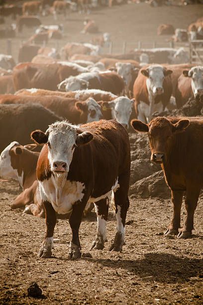 Hereford Cows, Hereford Cattle, Western Wallpaper Iphone, Western Photography, Future Farms, Cow Pictures, Art Painting Tools, Cow Painting, Cow Art