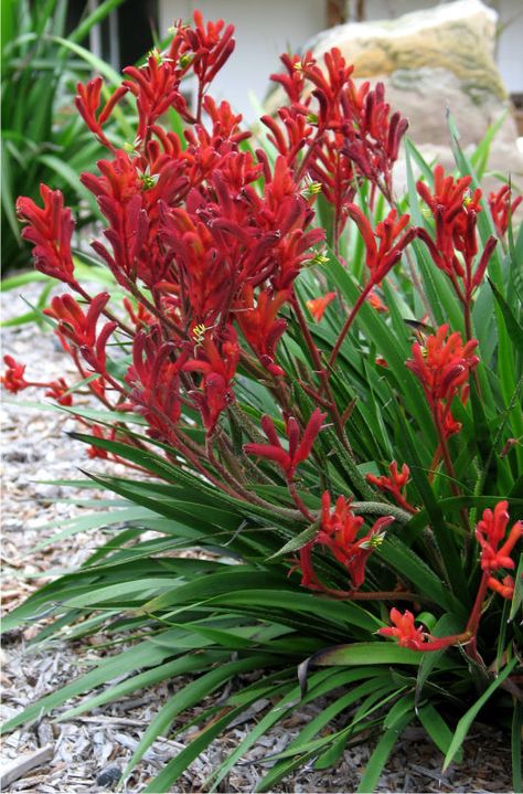 Australian Native Garden, Australian Native Flowers, Australian Plants, Australian Garden, Kangaroo Paw, Australian Native Plants, Patio Plants, Native Garden, Landscaping Plants