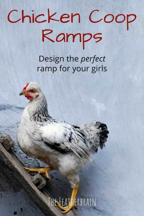 Chicken coop ramps: Your ultimate guide Chicken Coop Ramp, Ramp Ideas, Chicken Roost, Raising Farm Animals, Backyard Chicken Coop Plans, Chicken Coop Run, Backyard Chicken Farming, Silkie Chickens, Raising Backyard Chickens