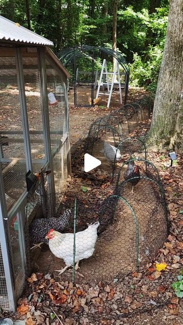 Small Yard Chicken Run, Chicken Run Inspiration, Diy Chicken Chunnels, Diy Chicken Tunnel How To Build, Shower Curtain Chicken Run, Chicken Hamster Ball, Diy Chicken Coop Backyard, English Cottage Chicken Coop, Trellis Chicken Coop