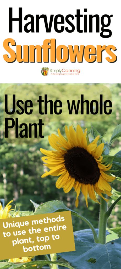 Growing Sunflowers For Chickens, How To Harvest Sunflower Seeds To Plant, When To Harvest Sunflower Seeds, Sunflower Harvesting, Harvesting Sunflowers, Harvest Sunflower Seeds, Harvesting Garden, Harvest Sunflowers, Harvesting Sunflower Seeds