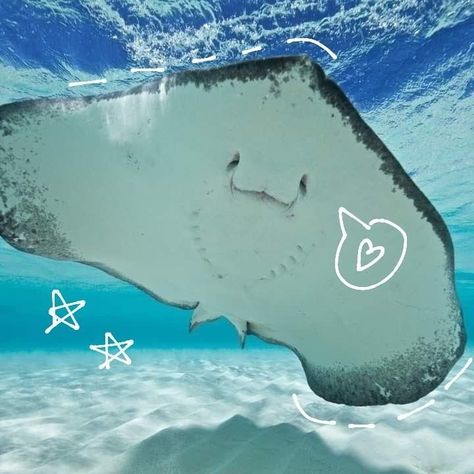 Mantaraya Marine Astethic, Marine Life Aesthetic, Cute Marine Animals, Marine Aesthetic, Sea Core, Marine Core, Cute Sea Creatures, Cool Sea Creatures, Shark Pictures