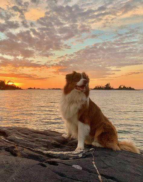 Aussie Dog Aesthetic, Australian Shepherd Aesthetic, Cute Background Pictures, Preppy Dog, Aussie Dog, Aussie Shepherd, Aussie Puppies, Collie Puppies, Aussie Dogs