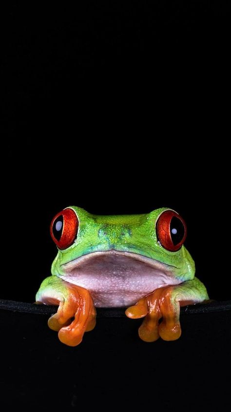 Frog Reference Photo, Frog Head Drawing, Frog Face Drawing, Frogs Wallpaper, Frog Images, Red Eyed Frog, Frog Face, Pet Frogs, Face Wallpaper