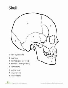 print a bunch of fun-ish worksheets to fill time for students who finish early. They get extra credit, and you get occupied little citizens. Human Body Science, Skull Anatomy, Anatomy Coloring Book, Human Body Unit, Skull Coloring Pages, Human Anatomy And Physiology, Medical Coding, Anatomy Study, E Mc2