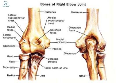 elbow-joint-anatomy Anatomy Movement, Elbow Anatomy, Muscular System Anatomy, Radius And Ulna, Joints Anatomy, Human Skeleton Anatomy, Skeleton Anatomy, Elbow Pain, Chronic Pain Relief