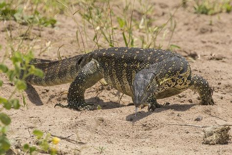 Nile Monitor, African Rainforest, Beast Master, Lizard Species, Wildlife Facts, Large Lizards, Water Monitor, Monitor Lizard, Master List