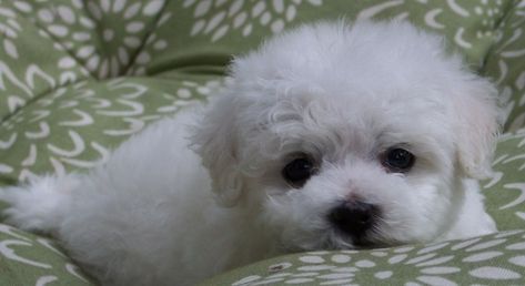 Bichon Frise puppy for sale in EUGENE, OR. ADN-58034 on PuppyFinder.com Gender: Male. Age: 10 Weeks Old Bichon Frise For Sale, Bichon Dog, Bichon Frise Puppy, Eugene Oregon, Oregon Usa, Puppy For Sale, Age 10, Bichon Frise, White Dogs