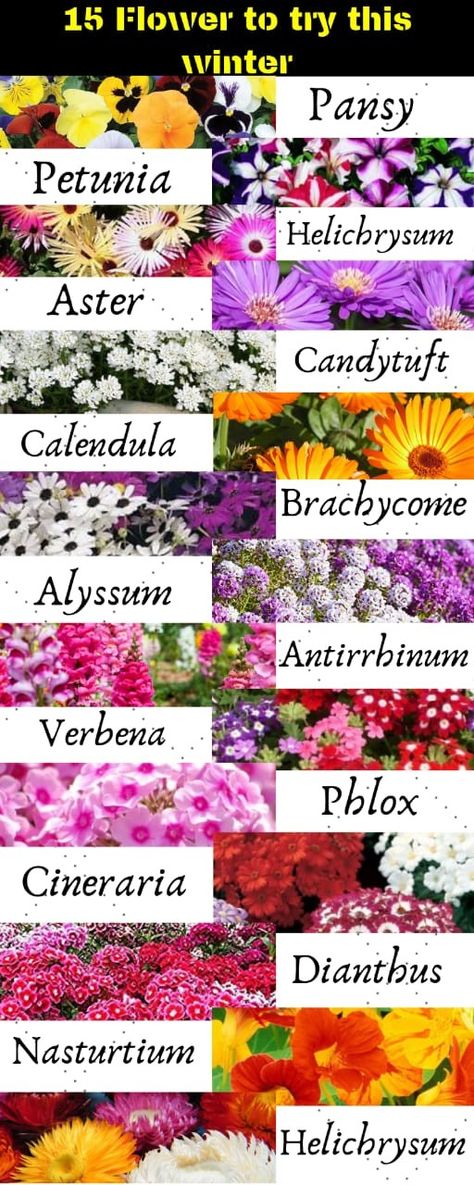 Flowers to consider this winter.. Flowers That Bloom In Winter, Winter Blooming Flowers, Winter Plants For Pots Outdoors, Seed Stratification, January Inspiration, Winter Flowers Garden, Flower Garden Images, Winter Sowing, Gardening Club