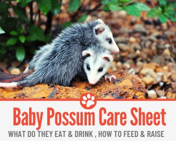 Baby Opossum, Baby Possum, Taking Care Of Baby, Wildlife Rehabilitation, Animals Care, Kitten Food, Do Baby, Black Cat Art, Eat And Drink