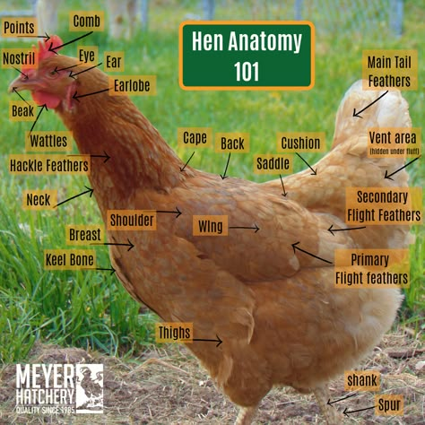 Healthy Hen Anatomy | Meyer Hatchery Blog 2019 Chicken Knowledge, Chicken Anatomy, Chicken Business, Chicken Facts, Chicken Raising, Chicken Care, Chicken Club, Backyard Chicken Coop Plans, Chicken Farming