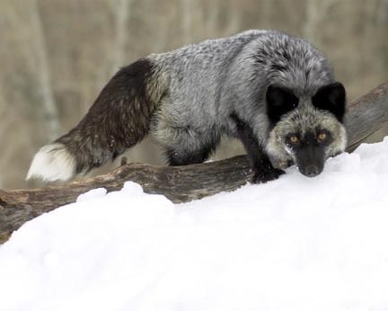 Silver fox Fox Therian, Red Foxes, Egyptian Mau, Cat Species, Silver Foxes, Timber Wolf, Fox Hunting, Pet Fox, Red Deer