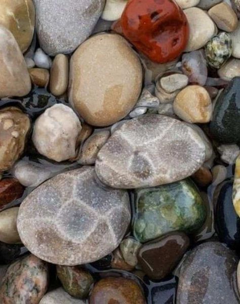 15 Places to Find Petoskey Stones in Michigan: Rock-Hunting Guide | My Michigan Beach and Michigan Travel Petoskey Stones Michigan, Petosky Stone Hunting, Agate Beach Michigan, Michigan Rocks Hunting, Rock Hunting Michigan, Western Michigan Travel, Beaver Island Michigan, Picture Rocks Michigan, Michigan Backyard