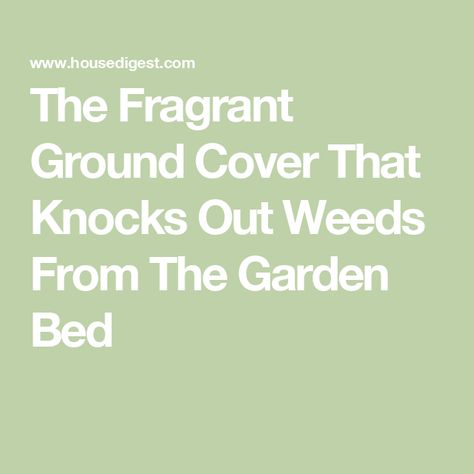 The Fragrant Ground Cover That Knocks Out Weeds From The Garden Bed Ground Cover That Chokes Out Weeds, Vinca Ground Cover, Red Creeping Thyme, Pulling Weeds, Garden Magazine, Privacy Plants, Ground Covers, Ground Cover Plants, Healthy Garden