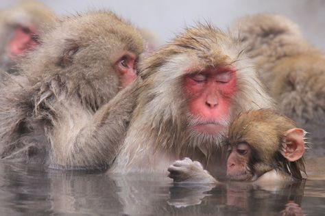 Relax in a hot spring and visit Jigokudani Monkey Park to meet the monkeys | Trip101 Monkey Bath, Jigokudani Monkey Park, Japanese Monkey, Snow Monkeys, Japanese Macaque, Snow Monkey, Mini Lop, Hot Spring, Baby Monkey