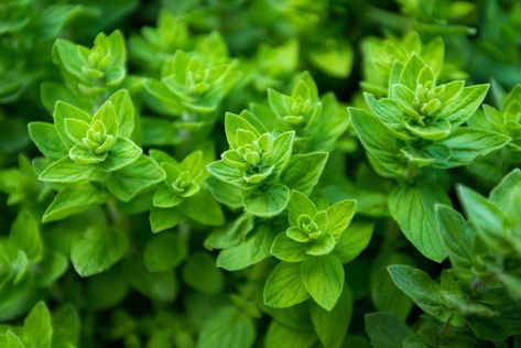 Herb Blends, Oregano Plant, Types Of Herbs, Oregano Leaves, Compost Tea, Culinary Herbs, Seed Saving, Plant Spacing, Aromatic Herbs