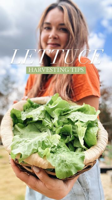 Annette @ Azure Farm | Simple Country Living + Homesteading on Instagram: "A few tips when harvesting lettuce! We love growing greens this time of year and if you harvest them correctly they will keep coming back for a while! My favorite lettuce is butter crunch lettuce but I also love greens like arugula and kale this time of year too. If you want to know more about winter greens I have a whole blog post on the subject. Simple search "AzureFarm 10 winter greens" and it will come up. Ava lov Butter Crunch Lettuce, Harvesting Lettuce, Azure Farm, Simple Country Living, Butter Crunch, Winter Greens, Growing Greens, Simpler Lifestyle, Love Eat