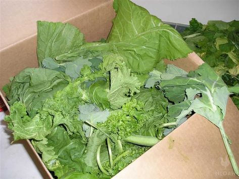 Preserving Collard Greens: 3 Ways To Do It Collard Plant, Cooking Collard Greens, Drying Fruit, Food Preserving, Freezing Food, Homegrown Food, Turnip Greens, Low Carb Sauces, Kale And Spinach