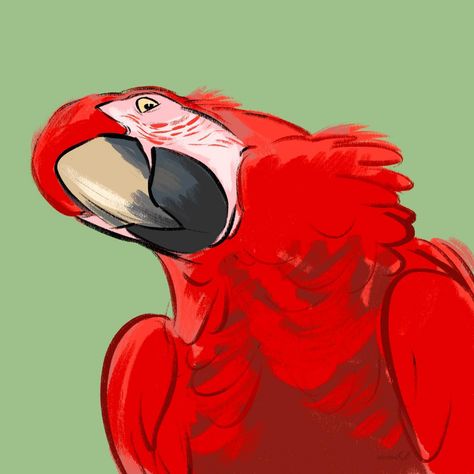 Characters - Bird + Reptile • Instagram Parrot Character Illustration, Scarlet Macaw Tattoo, Parrot Character Design, Macaw Parrot Drawing, Macaw Drawing, Cartoon Parrot, Parrot Illustration, Ringneck Parrot, Parrot Cartoon