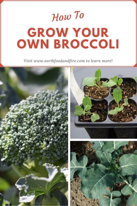 a collage pin of a broccoli plant in various stages of growth, overlaid with the banner, "how to grow your own broccoli". Broccoli Growing, How To Grow Broccoli, Broccoli Flower, Grow Broccoli, Seasoned Broccoli, Broccoli Plant, Growing Broccoli, Broccoli Seeds, Fall Vegetables