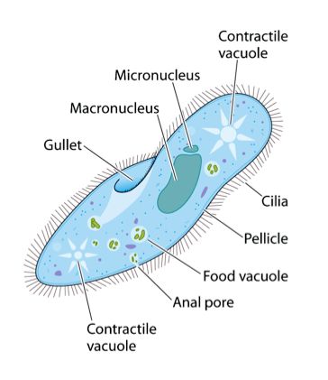 paramecium-- has a digestive tract!! Biology Digestive System, Human Digestive System Diagram, Paramecium Diagram, The Digestive System, Diagram Of The Digestive System, Digestive System Diagram, Anaerobic Respiration, Home Workout Videos, Maths Solutions