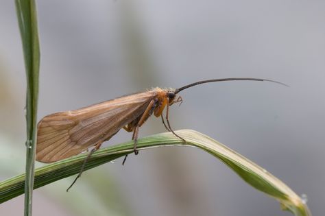 Caddis fly Ethereal Aesthetic Wallpaper, Fly Fishing Nymphs, Caddis Fly, Female Angler, Insect Pictures, Fishing Essentials, Aquatic Insects, Pictures Of Insects, Insect Photos