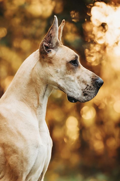 Breed: Great Dane Registered Name: Crimson's Still I Rise RN FDC CA BCAT THDN RATN DM DSA CGCA CGCU TKP ATT VHMA VHMP VSWE FITG Call Name: Maya Owner: Macy Van Cleave Instagram: @maya.the.dane 📷 Stephanie Kelley Photography Country: USA Great Dane Photoshoot, Great Dane Photography, Pet Photography Poses, Dogs Coat, Coat Ideas, Dog Breed Names, Great Danes, Digital Sculpting, Still I Rise