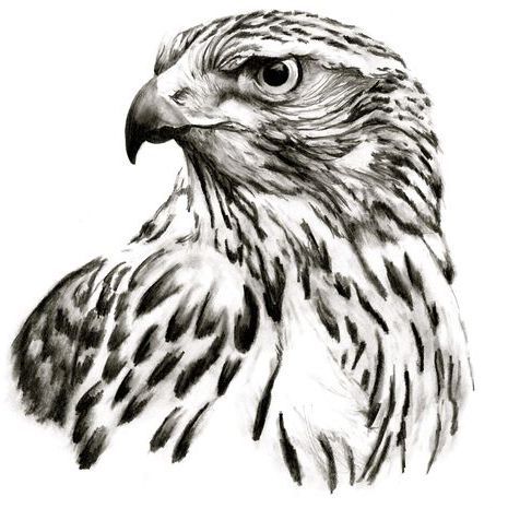 Hawk Illustration Drawings, Goshawk Drawing, Goshawk Tattoo, Deviant Art Drawings, Falken Tattoo, Egale Drawing, Hawk Sketch, Hawk Tattoo Design, Hawk Drawing