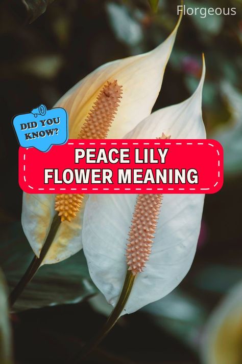 Peace Lily Flower Meaning Peace Lily Flower, Peace Lilies, Deeper Meaning, Flower Meanings, Peace Lily, Different Flowers, Indoor Plant, The Peace, Lily Flower