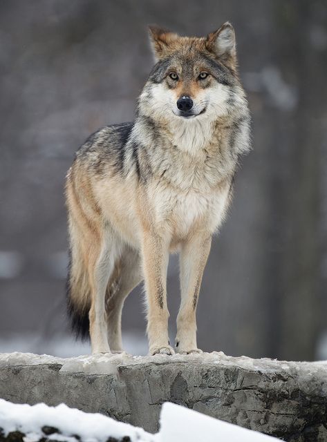 Brookfield Wolves 9 by Out of Chicago, via Flickr Wolf Carving, Wolf Standing, Mexican Wolf, Mexican Gray Wolf, Wolf Poses, Wild Wolves, Wolf World, Wolf Life, Wolf Photography