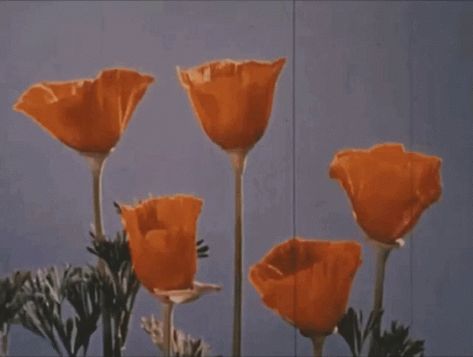 Aesthetic Flower GIF - Aesthetic Flower Bloom - Discover & Share GIFs Wallpaper Retro, New Retro Wave, Orange Aesthetic, Aesthetic Gif, Retro Aesthetic, Aesthetic Vintage, Vintage Aesthetic, Nickelodeon, Flower Power