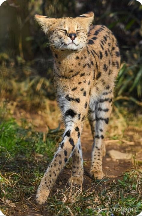 Small Animal Photography, Beautiful Rare Animals, Types Of Pretty Face Animals, Pretty Cats Unique, Beautiful Wild Animals, Feline Beauty, Serval Cats, Cat Species, Exotic Cats