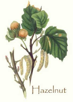 Hazel Tree Celtic Tree Calendar, Hazel Tree, Celtic Name, Corylus Avellana, Hazelnut Tree, Forest Witch, Herb Farm, Botanical Tattoo, Forest Illustration