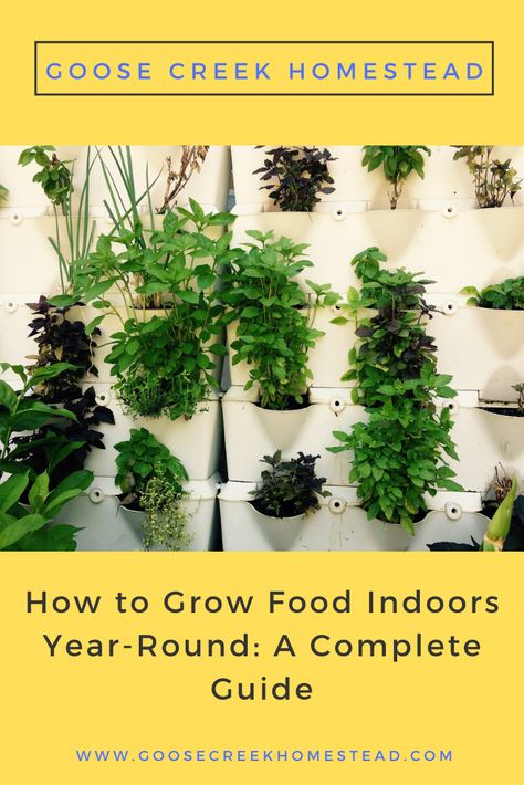 Food Plants To Grow Indoors, Indoor Food Garden, Grow Food Indoors, Year Round Indoor Salad Gardening, Grow Fruit Indoors, Organic Fertilizer For Vegetables, Growing Vegetables Indoors, Food Growing, Growing Food Indoors