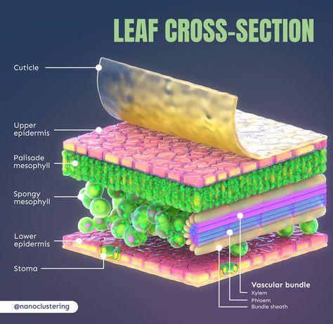 Plant Psychology, Cross Section Of A Leaf, Presentations Ideas, Plant Physiology, Plant Cells, Leaf Structure, Living Organisms, Study Strategies, Biology Facts