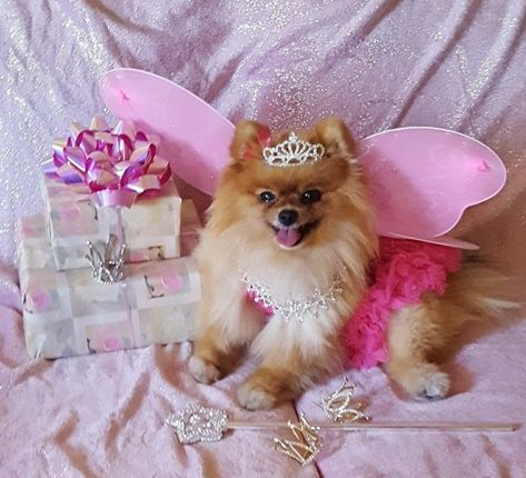 Pomeranian With Clothes, Pomeranian Photoshoot, Pomeranian Dressed Up, Photoshoot With Pomeranian, Dog Birthday Pictures, Dog Halloween Costumes Pomeranian, Cute Puppy Wallpaper, Princess Dog, Puppy Wallpaper