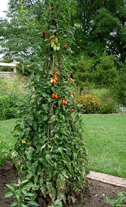 Tomato Teepee--I've done this for YEARS and it really works! Support Tomato Plants, Tomato Stakes, Teepee Trellis, Tomato Trellis, Container Gardening Flowers, Tomato Cages, Children's Garden, Veg Garden, Cold Frame