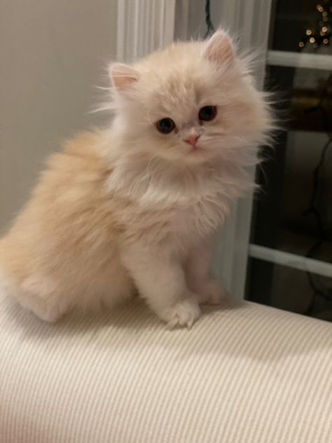 Cats Persian Kitten Aesthetic, Ginger Persian Kitten, Doll Face Persian Kittens, Dream Pet Cat, Cute Kittens Pictures, White Ragdoll Kitten, Persian Cat Aesthetic, Cute Persian Cats, Aesthetic Cat Pictures