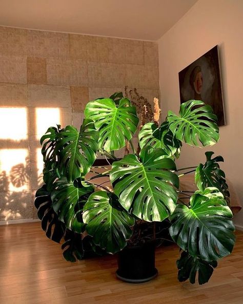 The Standard Design Group on Instagram: "Giant Monstera for Monstera Monday🌿 . . . 📸 @eliotparke #monstera #monsteramonday #houseplants #indoorplants #plantsplantsplants #plantsmakemehappy #plantslover #plantsarefriends #plantshop #plantstyling #plantshelfie #plantsagram #plantsofig #monstera #giantmonstera #loveplants #plantsathome #indoorplantsdecor #plantslovers #plantshopping #plantstyle #hangingplants #homeplants #outdoorplants #plantsofinsta #cuffingseason #thestandarddesigngroup" Huge Monstera Plant, Giant Monstera Plant, Big House Plants, Big Leaf Plants, Faux Plants Decor, Boho Decor Ideas, Small House Garden, Cozy Rooms, Herb Garden Design