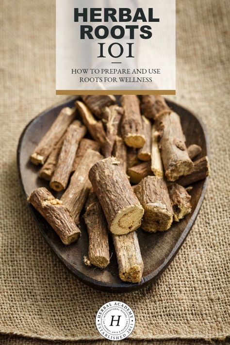 Herbal Roots 101: How to Prepare and Use Roots for Wellness | Herbal Academy | Use herbal roots for wellness! In this post, you'll learn when to harvest roots, how to prepare them for use, and you'll even find several recipes to try. Licorice Root Tea, Toddler Cough Remedies, Homemade Cough Remedies, Dry Cough Remedies, Pitta Dosha, Cold And Cough Remedies, Natural Antibiotics, Ayurvedic Herbs, Cough Remedies