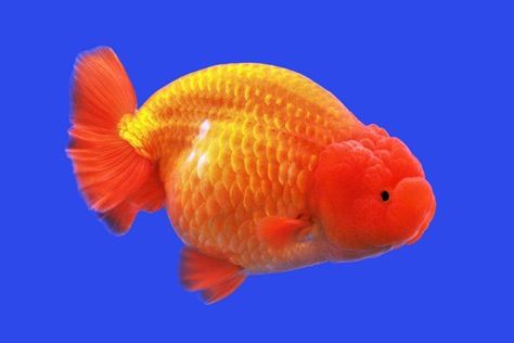 Lionhead Goldfish, Goldfish Aquarium, Fish Varieties, Container Dimensions, Brine Shrimp, Exotic Fish, Fishing Life, Tank Design, Freshwater Fish