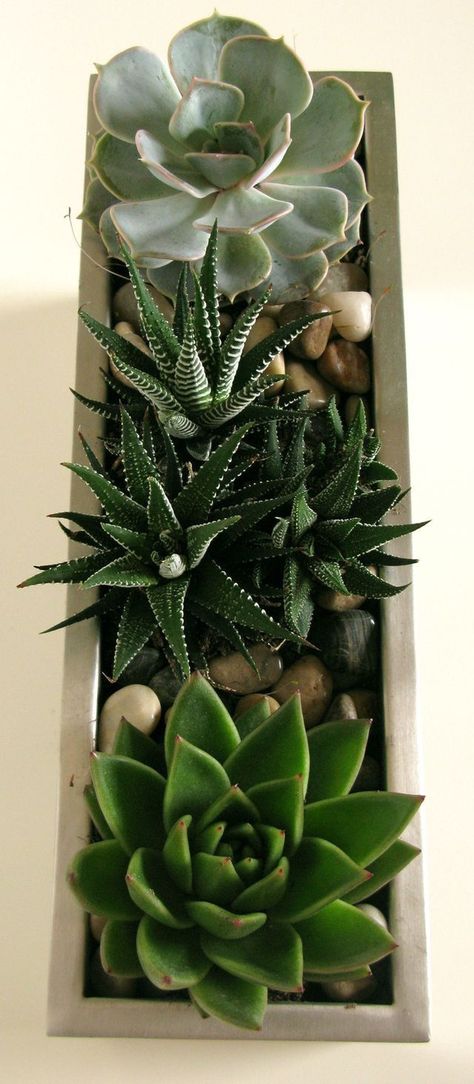 نباتات منزلية, Succulent Centerpieces, Succulent Gardening, Succulents In Containers, Succulent Terrarium, Succulent Garden, Succulent Arrangements, Cactus Y Suculentas, Cactus Garden